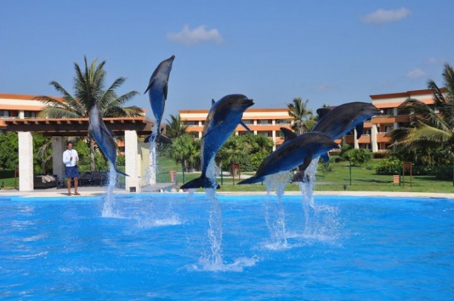 los delfines juegan